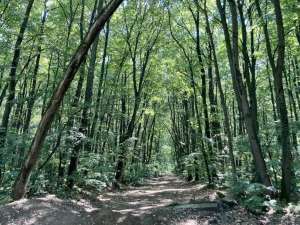 Jean Vişan: O decizie privind reorganizarea Romsilva ar trebui luată numai după finalizarea auditului organizaţional